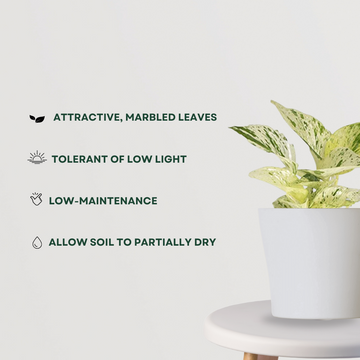 Variegated money plant